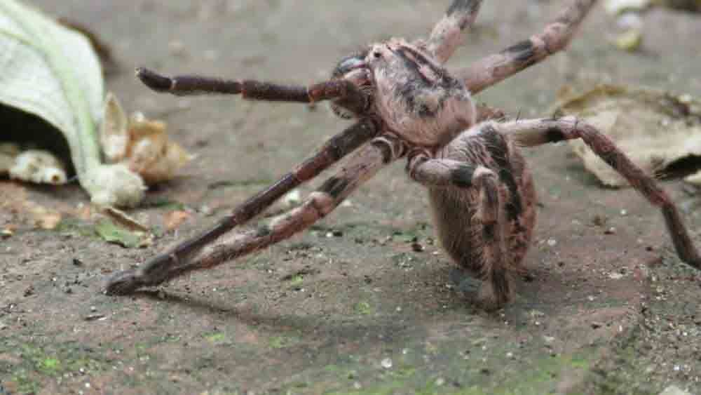 araña del monte