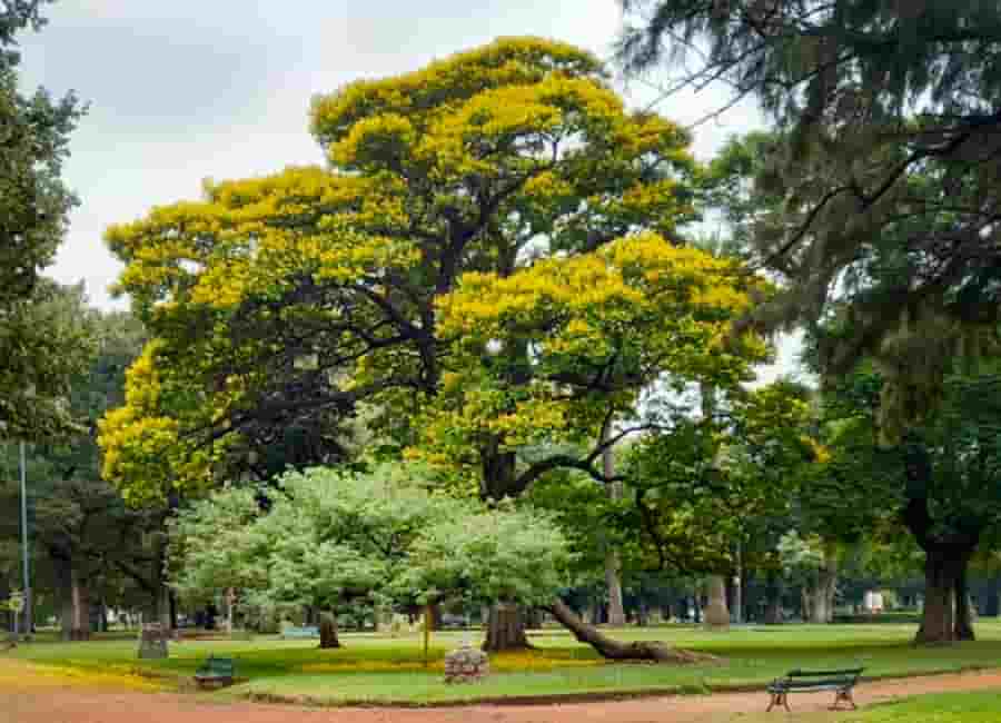 Palermo para extranjeros una guía para entender el barrio 16 Bosques de Palermo