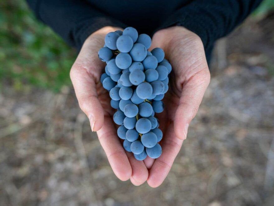 Pinot Noir