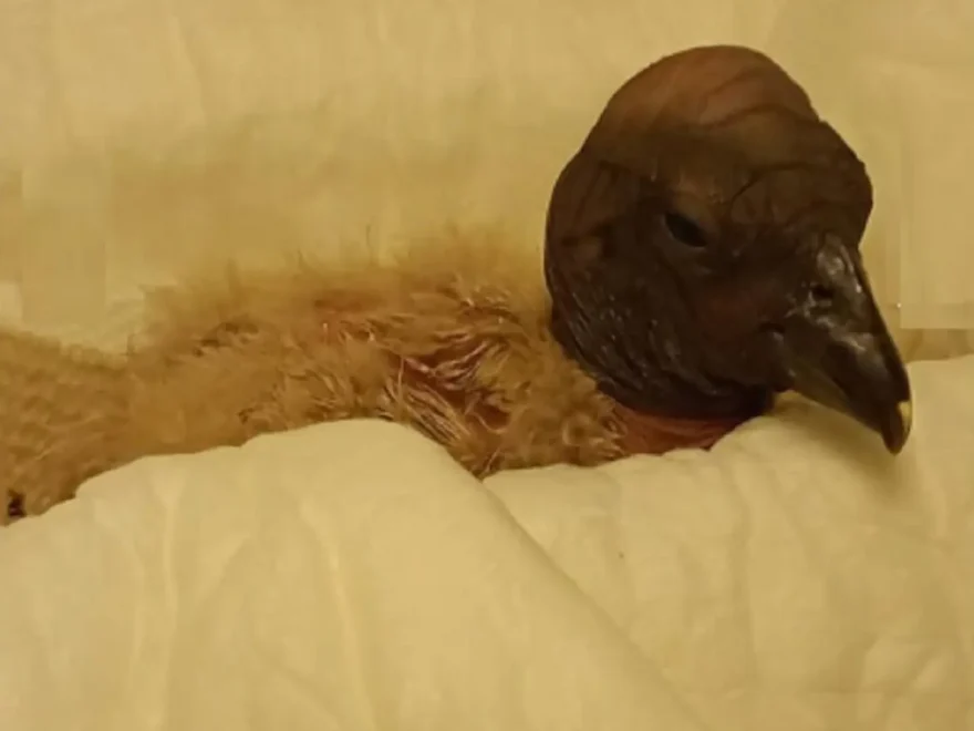 condor zoo1