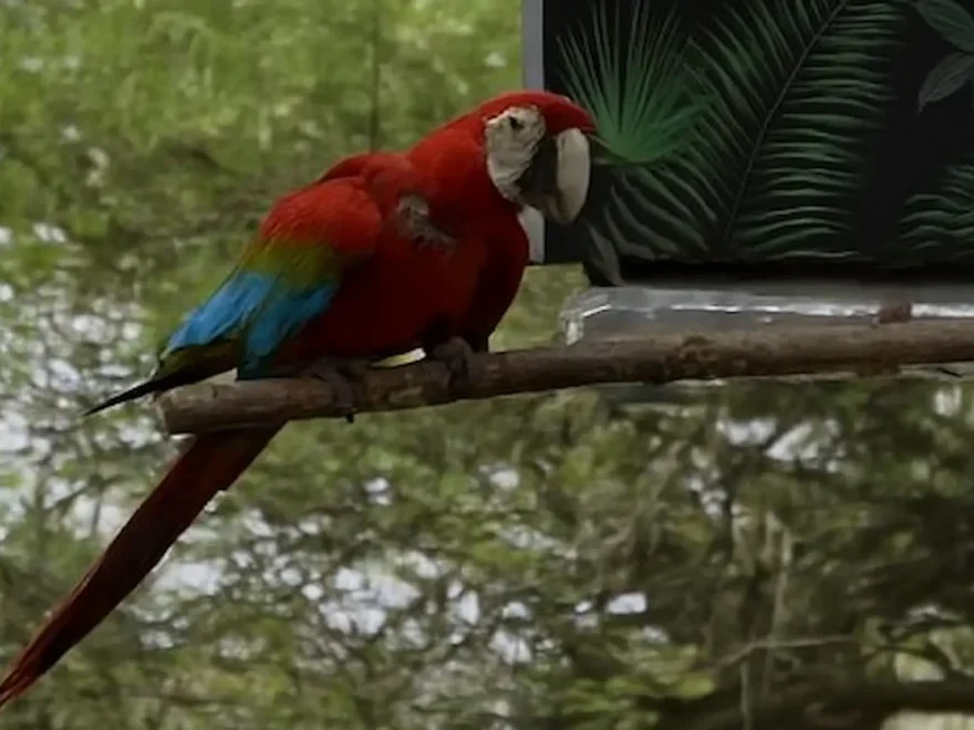 guacamayo45