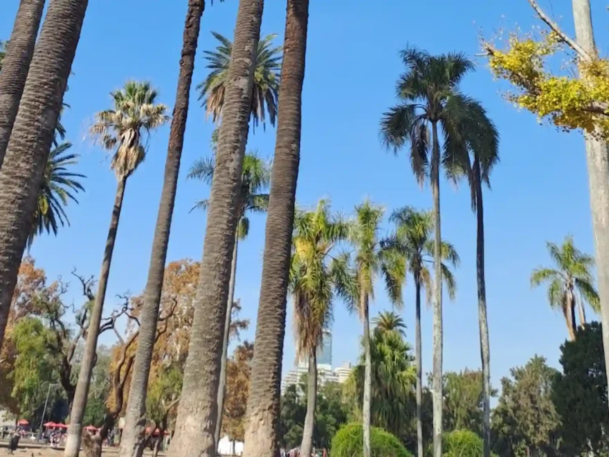 Las palmeras del Rosedal