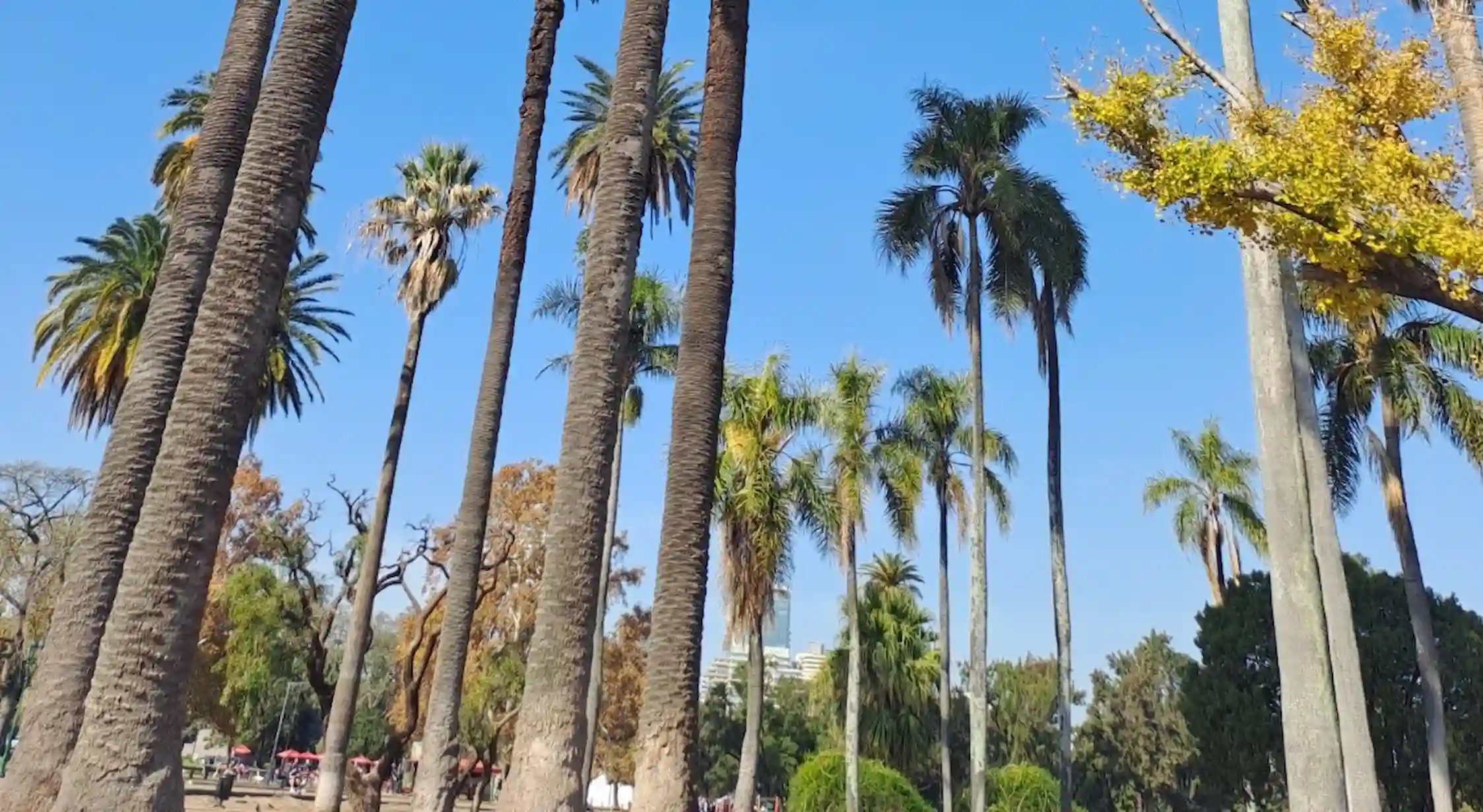 Las palmeras del Rosedal: las centinelas verdes que vigilan Palermo 4 Las palmeras del Rosedal