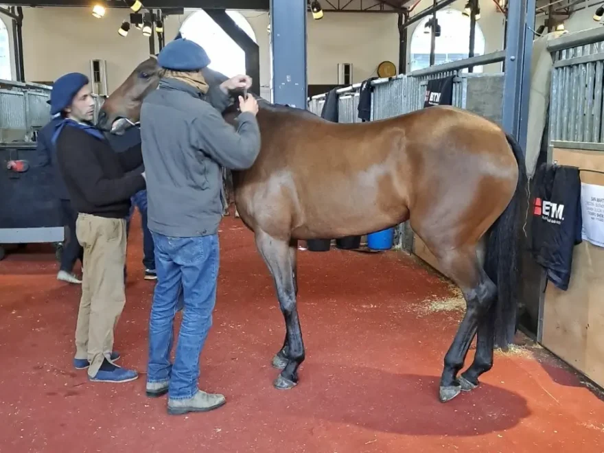 Caballos de polo donde un relincho puede valer millones de dolares
