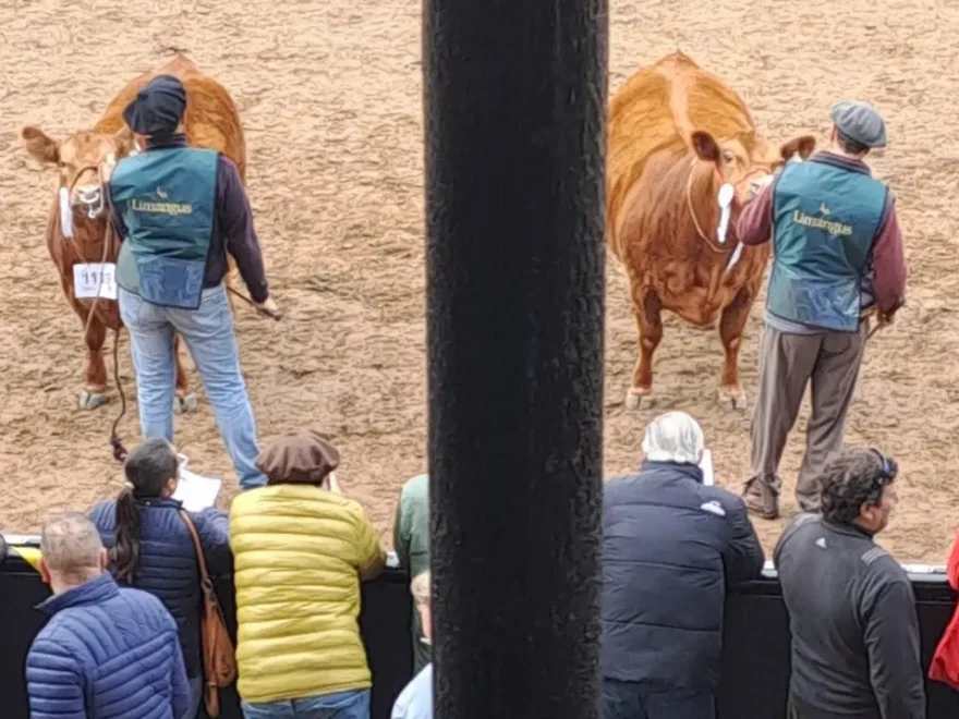 Como se elige a la mejor vaquillona en La Rural l
